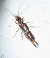 Image of earwigs