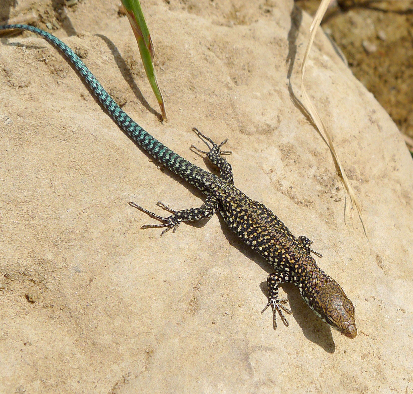 Image of Iberian Wall Lizard