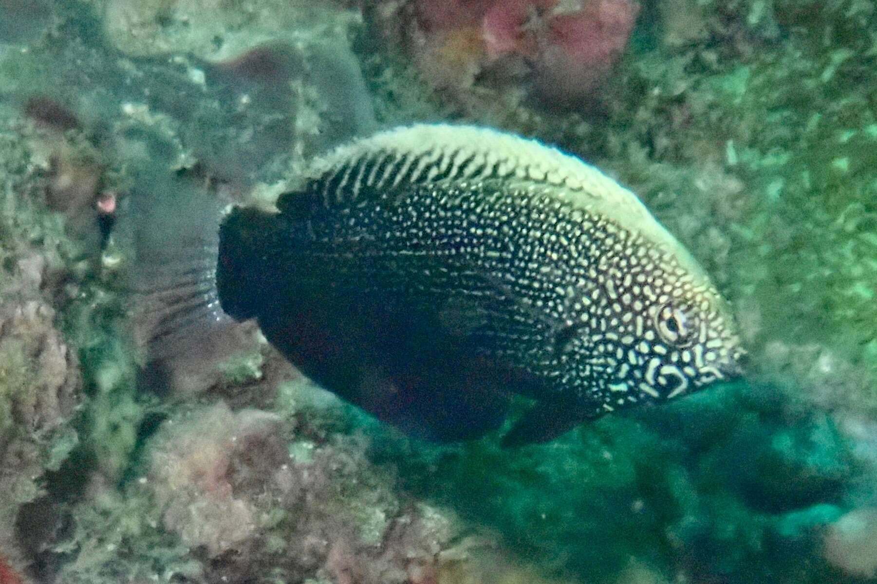 Image of Black leopard wrasse