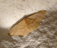 Image of Idaea eugeniata Millière 1872