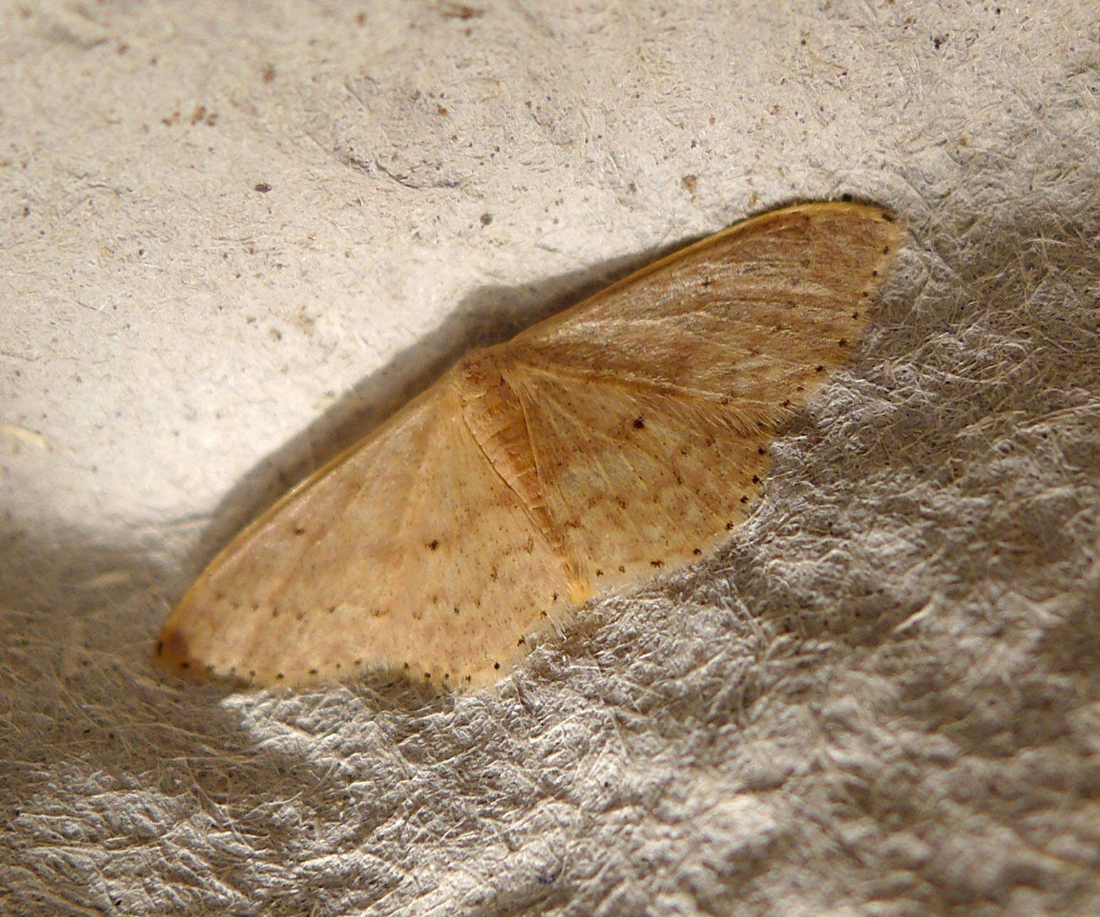 Image of Idaea eugeniata Millière 1872