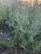 Image of diffuse knapweed