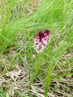 Image of Burnt orchid