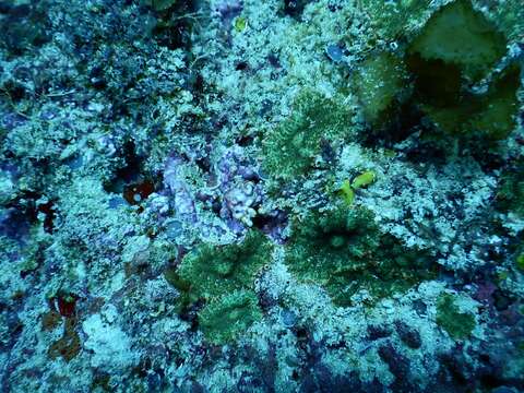 Image of Tonga blue mushroom anemone