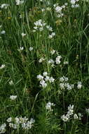 Image of great chickweed