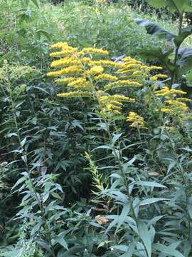 Imagem de Solidago altissima subsp. gilvocanescens (Rydb.) Semple