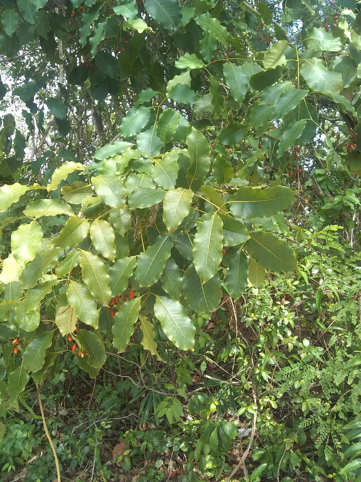 Image of Florida poisontree