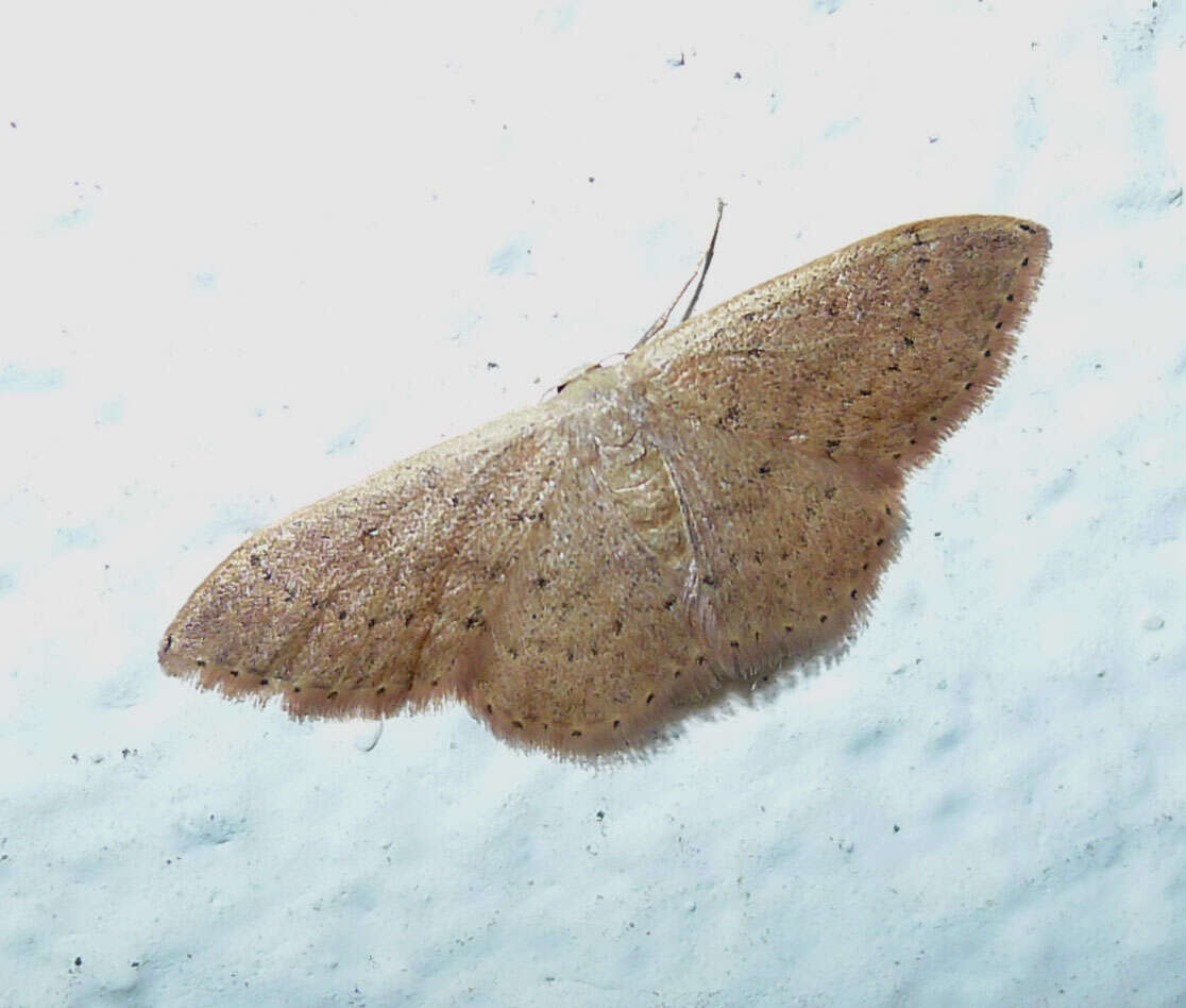 Image of Idaea eugeniata Millière 1872