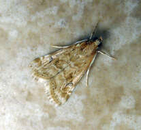 Image of Cabbage Webworm moth