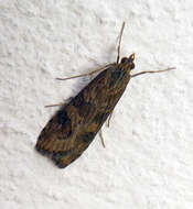 Image of Nomophila noctuella Schiffermüller