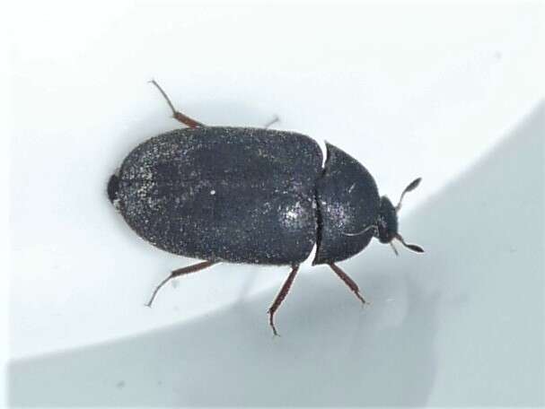 Image of Black carpet beetle