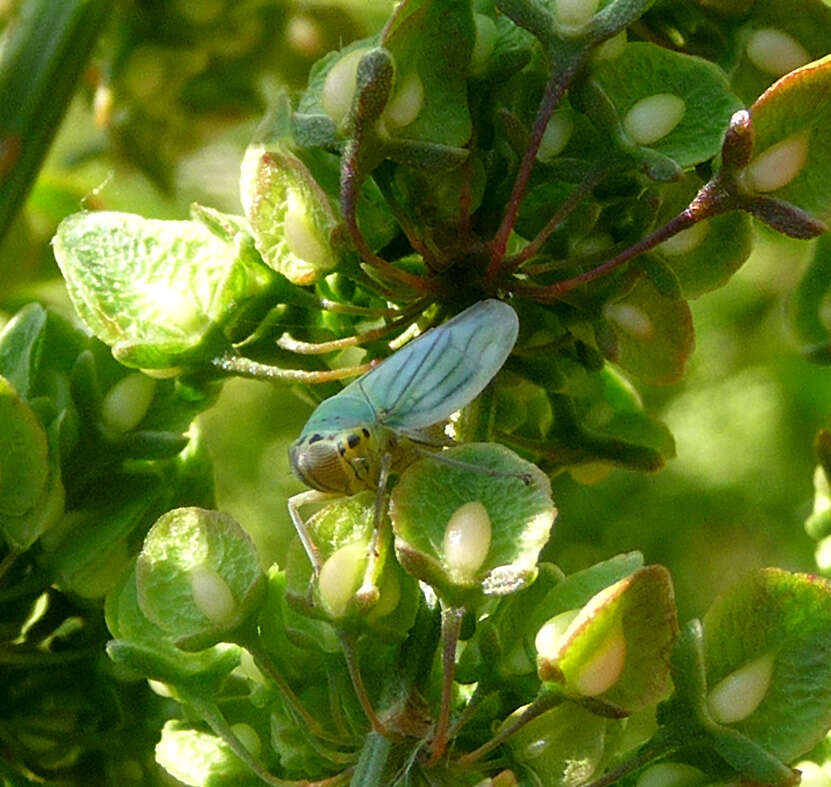 Image of Cicadella viridis (Linnaeus 1758)
