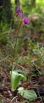 Image of Bonneville shootingstar