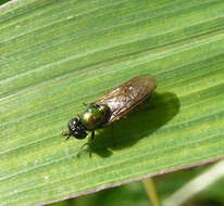 Image of Soldier fly