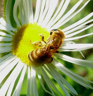 Image of Halictus scabiosae (Rossi 1790)