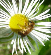 Image of Halictus scabiosae (Rossi 1790)