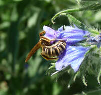 Image of Halictus scabiosae (Rossi 1790)