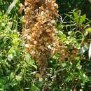 Image of Dioscorea benthamii Prain & Burkill