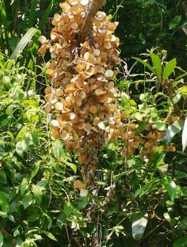 Image of Dioscorea benthamii Prain & Burkill