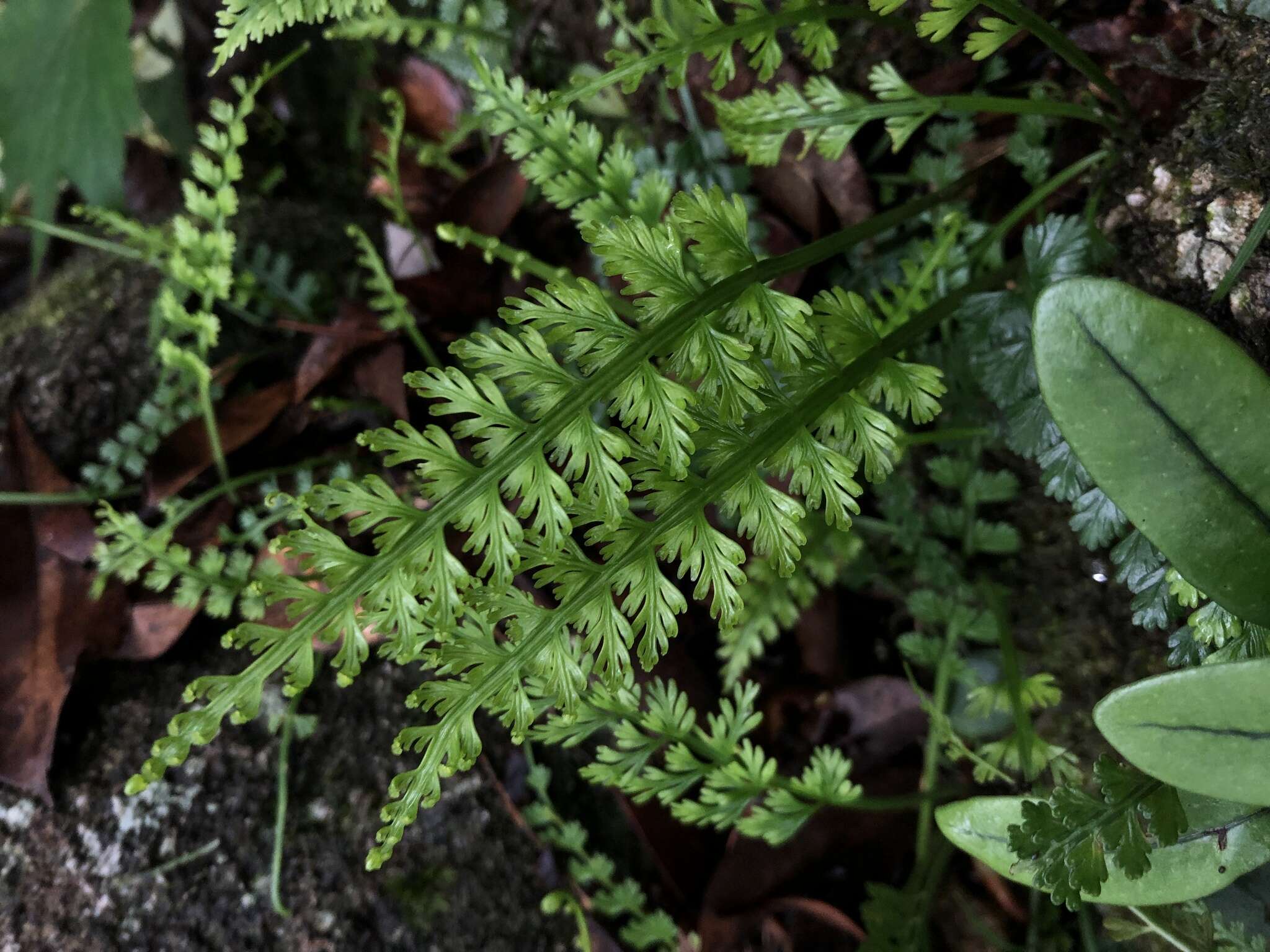 Image of Asplenium prolongatum Hook.