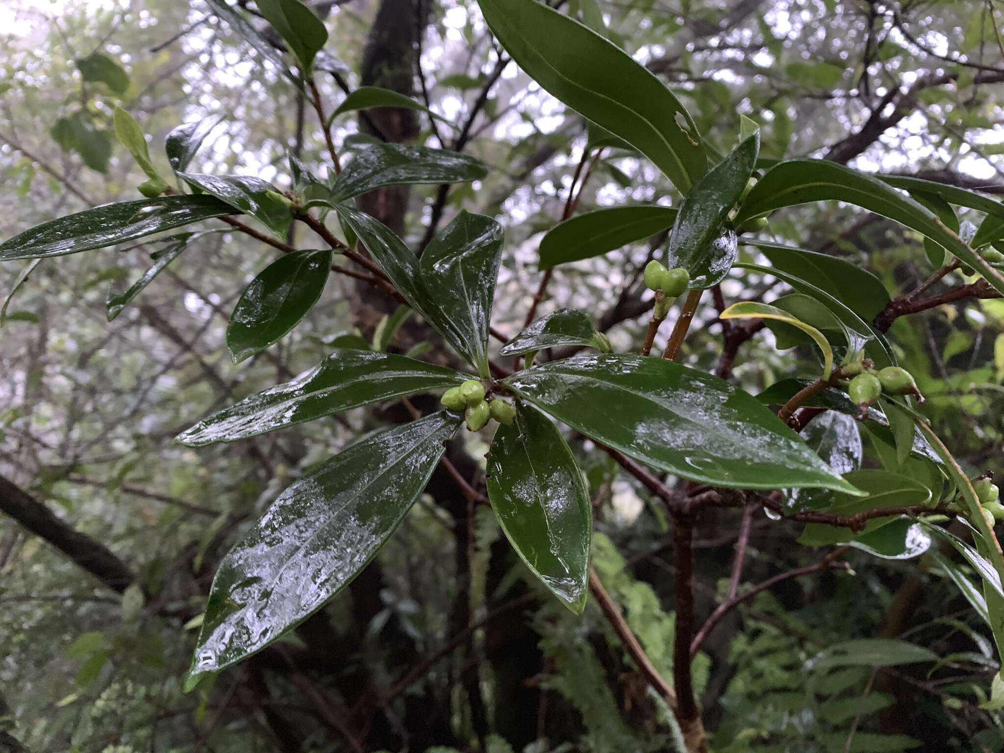 Imagem de Daphne kiusiana var. atrocaulis (Rehd.) F. Maekawa