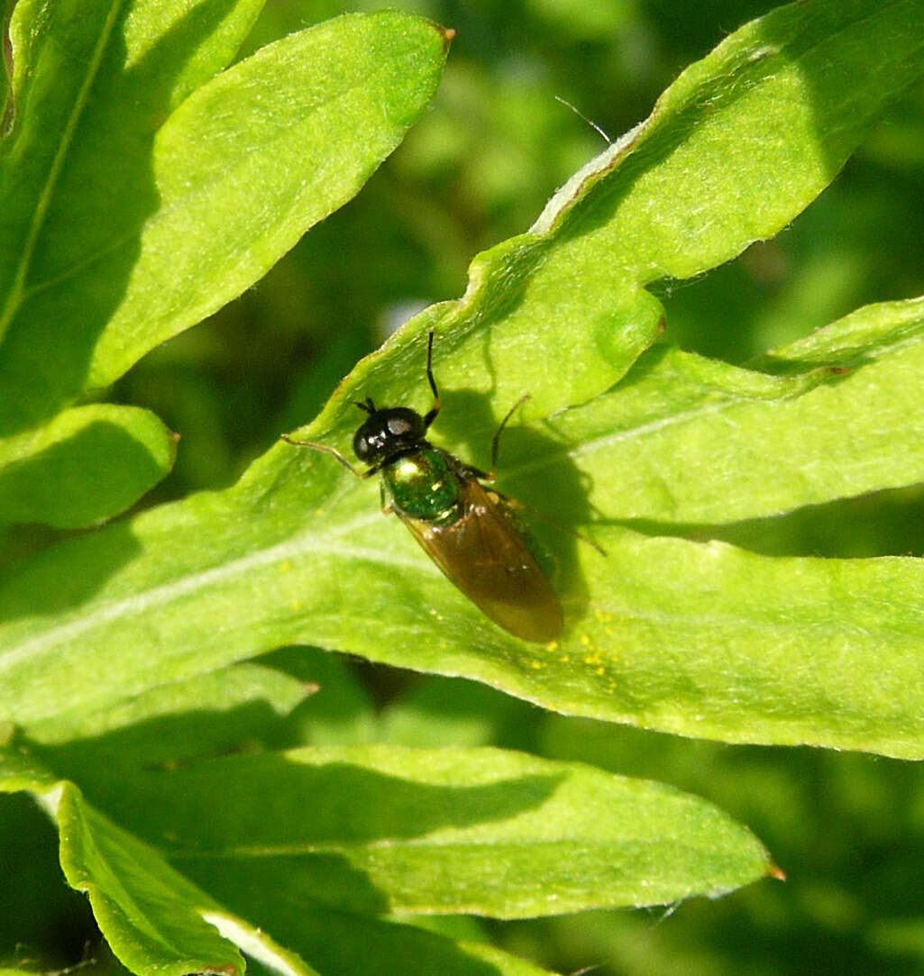 Image of Soldier fly