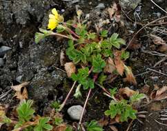 Imagem de Potentilla stolonifera Lehm. ex Ledeb.