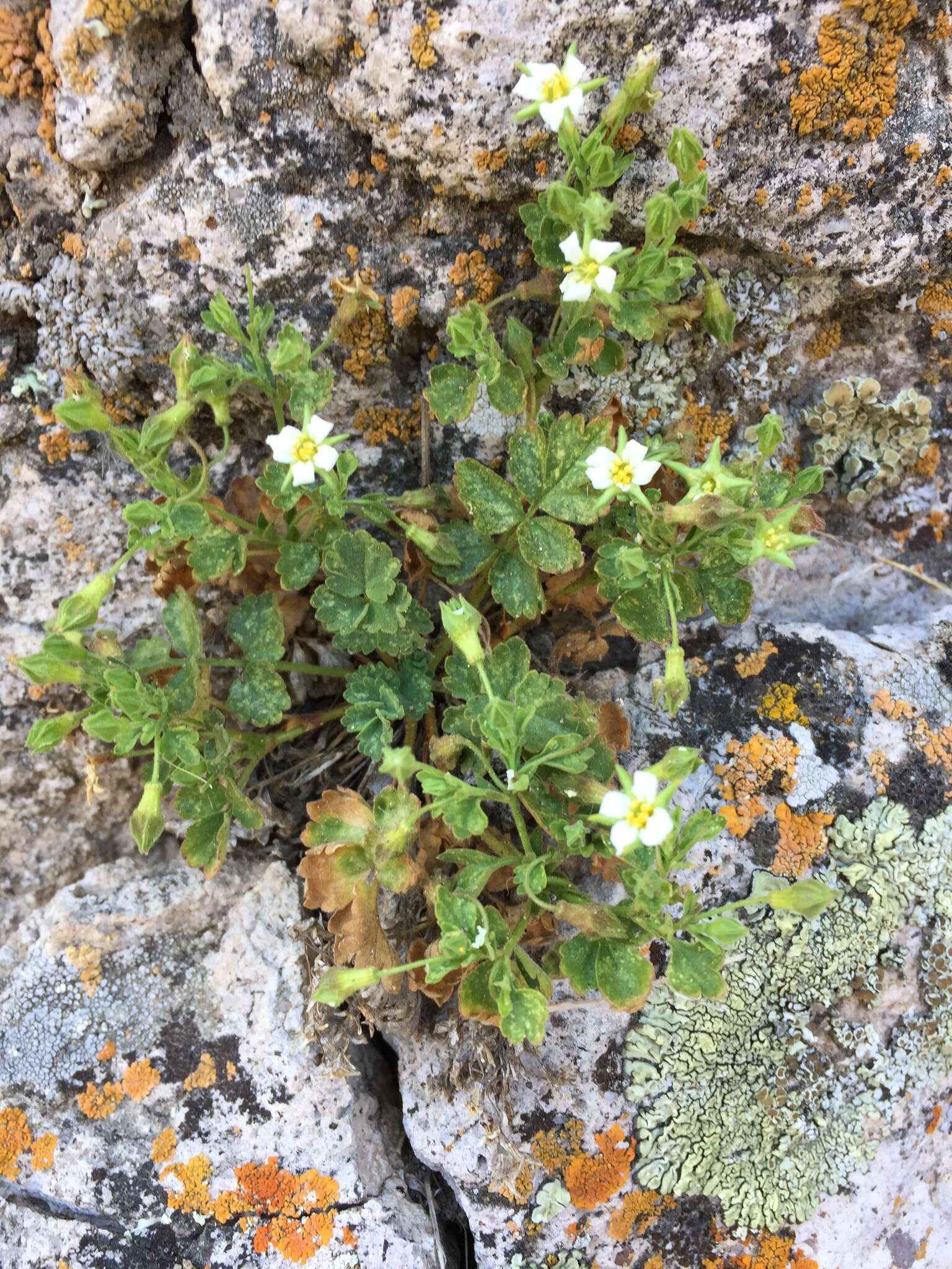 Image de Ivesia arizonica var. saxosa (T. S. Brandegee) B. Ertter