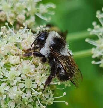 Image of Bombus patagiatus Nylander 1848