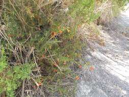 Image of red bush monkeyflower