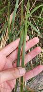 Image of Mauritanian grass