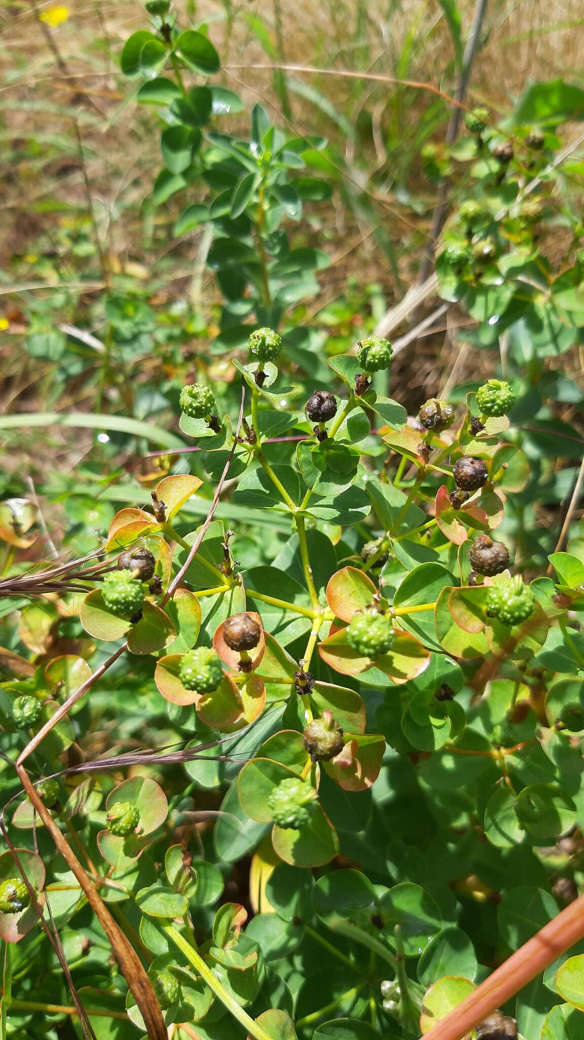 Image of Euphorbia paniculata Desf.