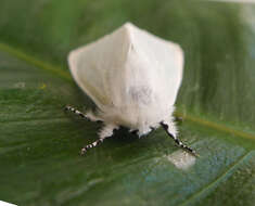 Image of White Satin Moth