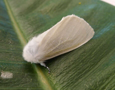 Image of White Satin Moth