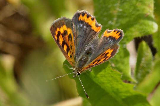 Lycaena phlaeas phlaeoides (Staudinger 1901) resmi