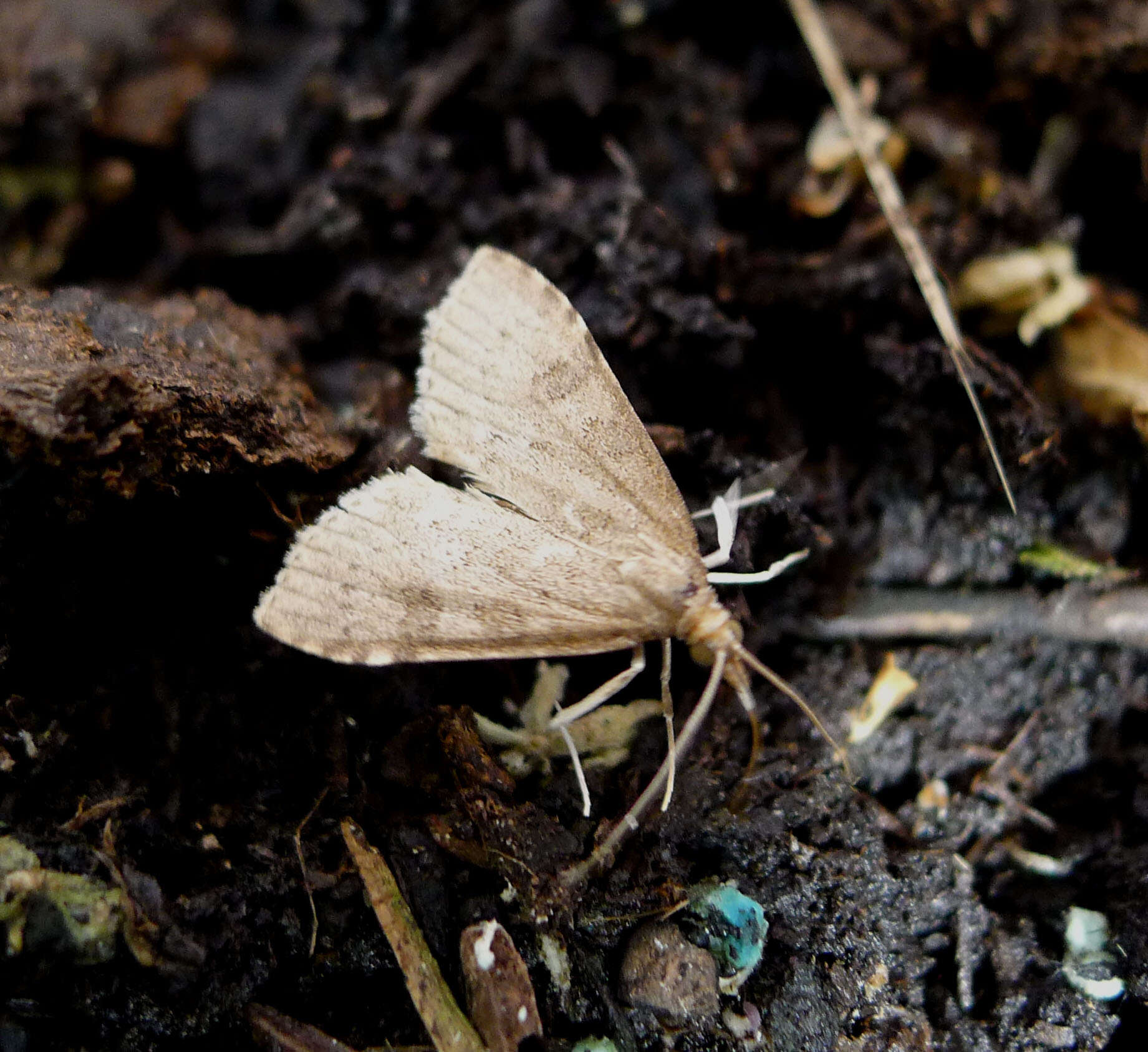 Image of Udea lutealis