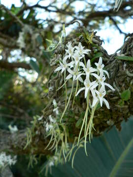 Image of Mystacidium venosum Harv. ex Rolfe