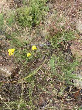 Image of Moraea bituminosa (L. fil.) Ker Gawl.