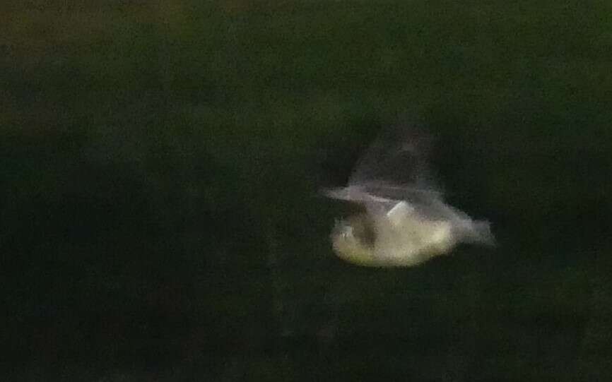 Image of Australian Large-footed Myotis