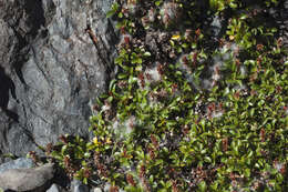 Image of Salix berberifolia Pall.