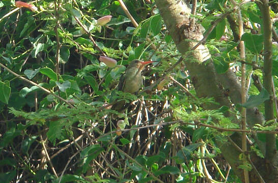 Image of Gilded Hummingbird