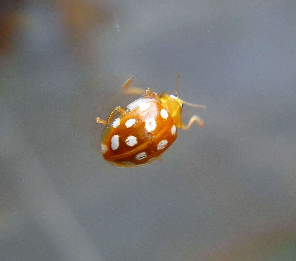 Image of Calvia quatuordecimguttata (Linnaeus 1758)