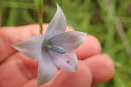 Image of Wahlenbergia krebsii Cham.