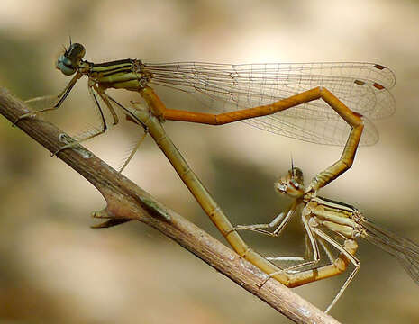 Imagem de Platycnemis acutipennis Selys 1841