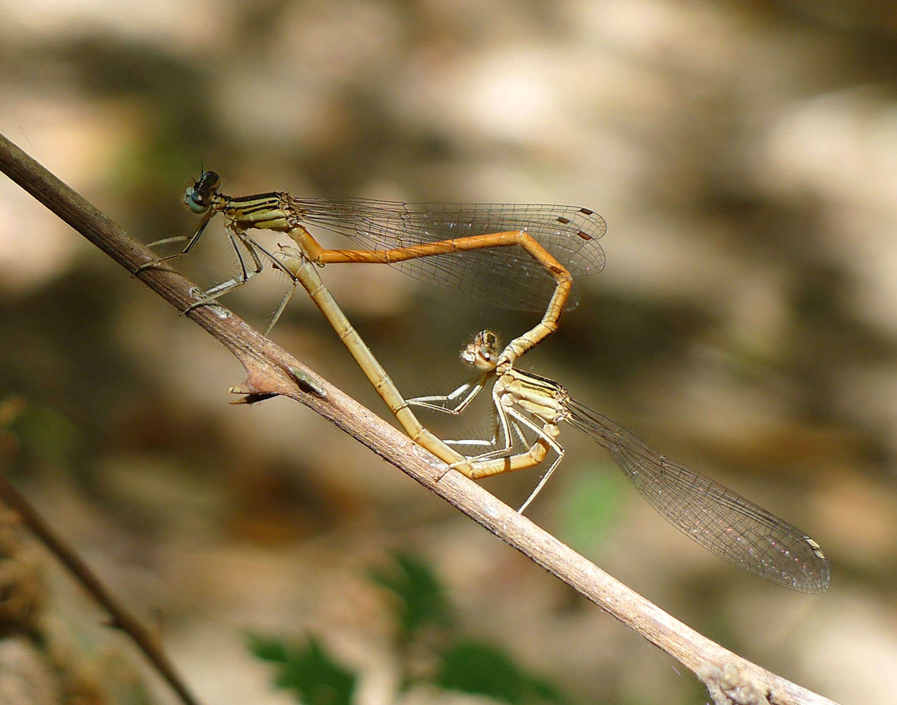 Imagem de Platycnemis acutipennis Selys 1841