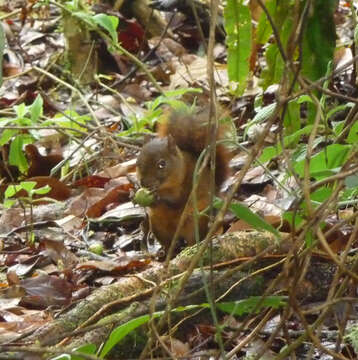 Image of Red-tailed Squirrel