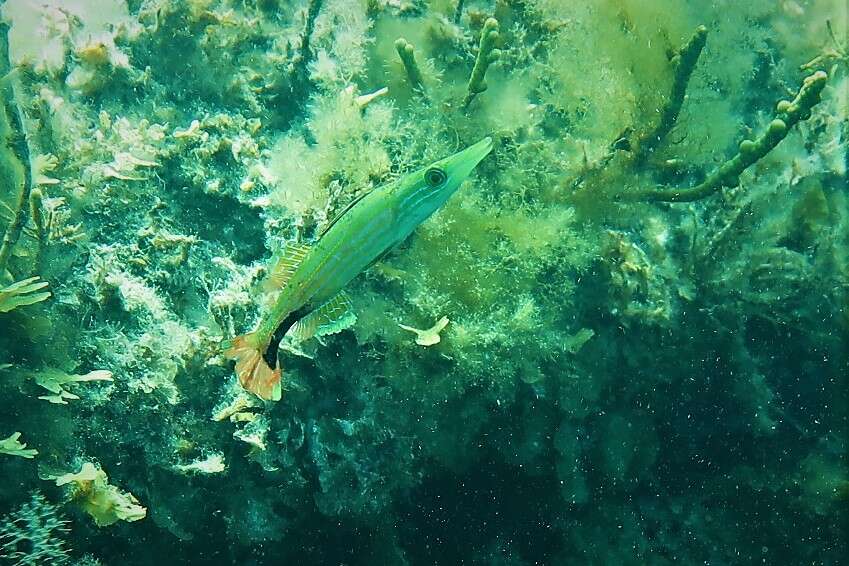 Image of Sharp-nose rockwhiting