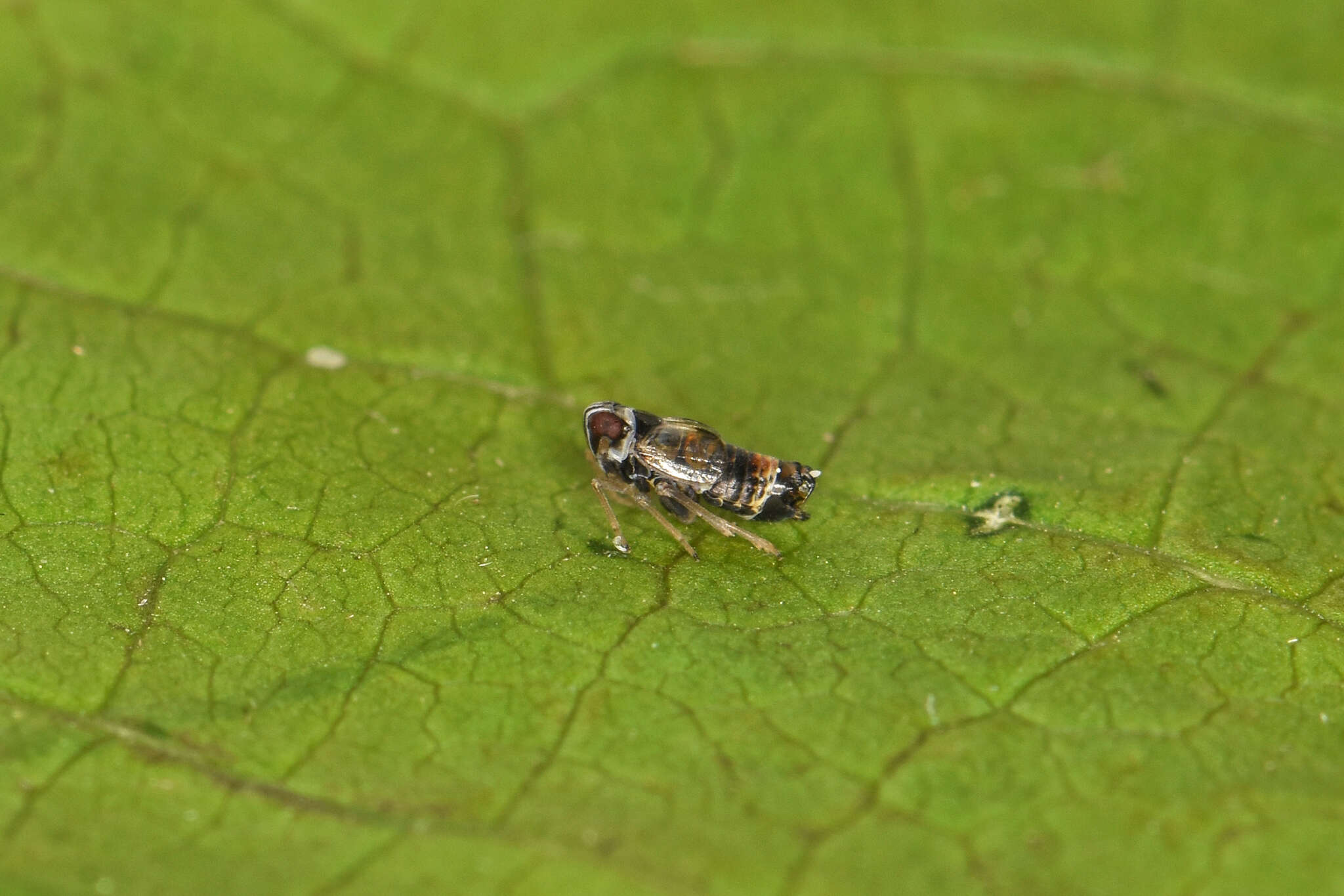 Hyledelphax elegantulus (Boheman 1847) resmi