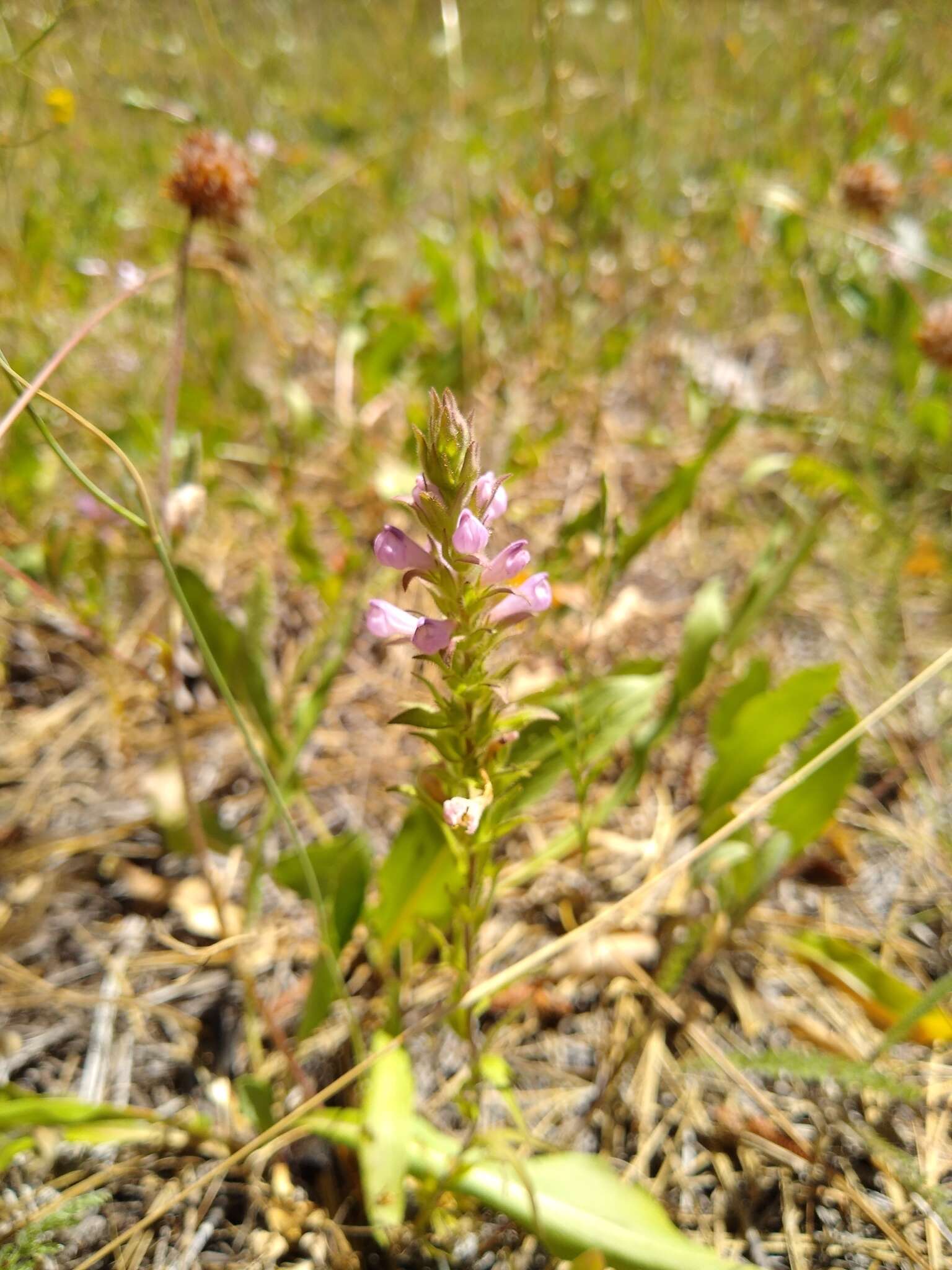 Image of rosy owl's-clover