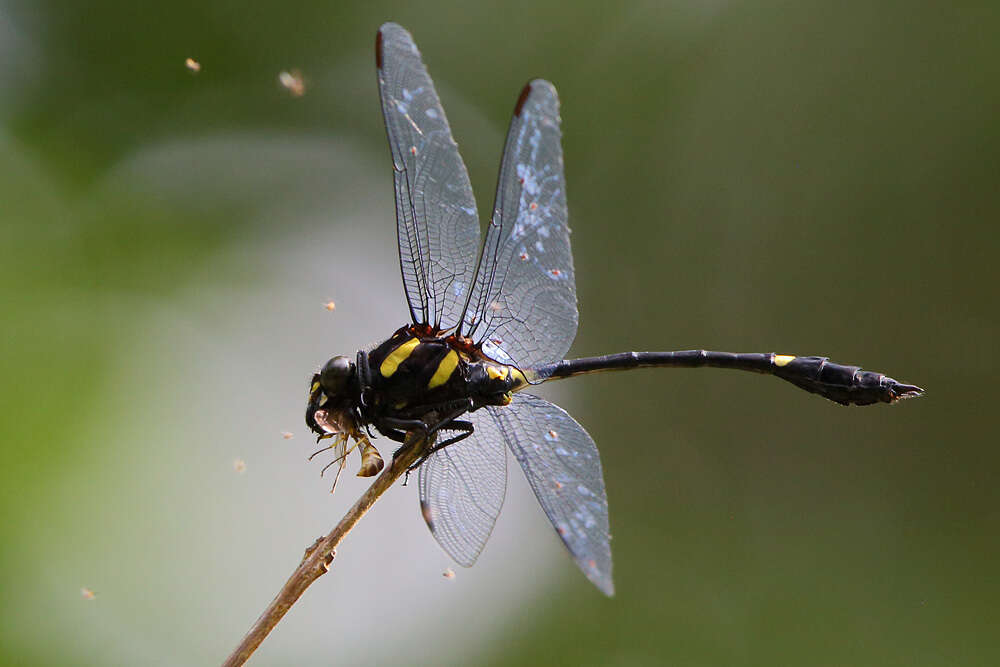 صورة Gomphidictinus perakensis (Laidlaw 1902)